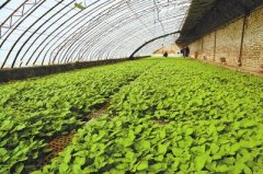 <b>甘肃会宁：黑膜马铃薯助农民增收</b>