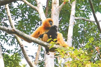 世界“最孤独”海南长臂猿仅剩27只 曾被怀疑已灭绝