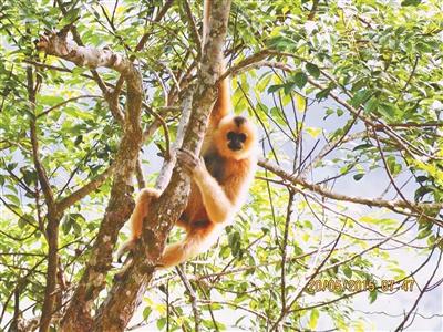 世界“最孤独”海南长臂猿仅剩27只 曾被怀疑已灭绝