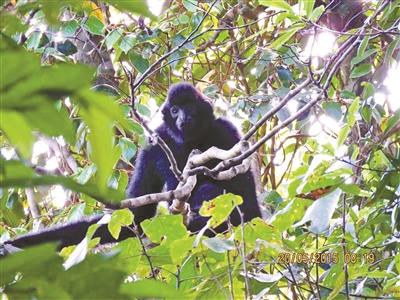 世界“最孤独”海南长臂猿仅剩27只 曾被怀疑已灭绝