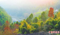 <b>今年四川营造林突破1100万亩 超额完成任务</b>