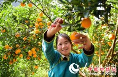 <b>贵州丹寨：椪柑黄 采销忙</b>
