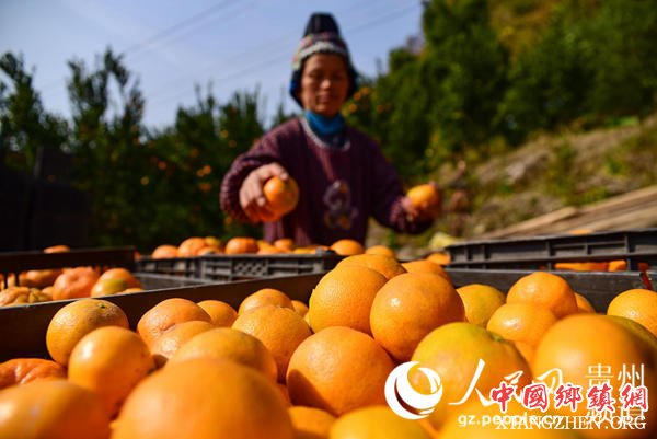 12月26日，贵州省丹寨县排调镇方胜村椪柑种植基地，果农分拣刚采摘的椪柑。（杨武魁 摄）