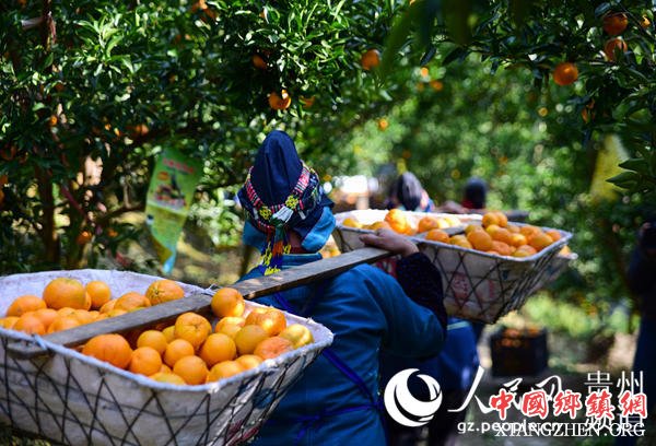 12月26日，贵州省丹寨县排调镇方胜村椪柑种植基地，果农挑运刚采摘的椪柑。（杨武魁 摄）