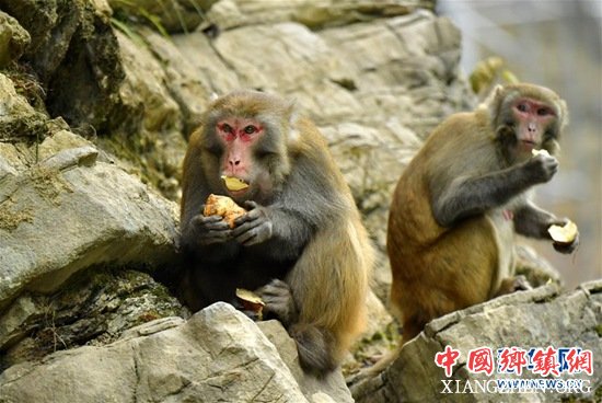 12月27日，在湖北省宣恩县狮子关村，猕猴在啃食红薯。