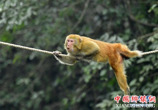 12月27日，在湖北省宣恩县狮子关村，一只猕猴沿着人们在河上拉的绳索，爬到河对岸觅取食物。
