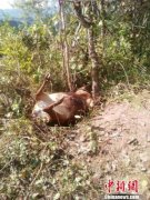 <b>亚洲野象“闯进”云南普洱一乡镇抢粮袭击家畜 当地紧急处置</b>