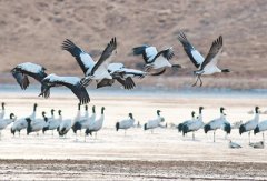 <b>西藏林周 黑颈鹤越冬</b>