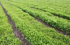 <b>云南昆明：带动农民种植中药材 助民脱贫的一剂良方</b>