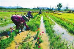 <b>又到南繁育种时</b>