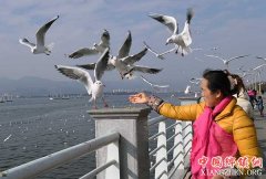 <b>云南昆明：人鸥同乐</b>