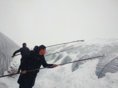 <b>河南社旗：田间地头积极补损自救</b>