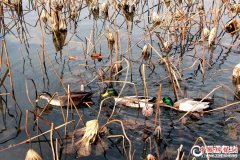 <b>杭州:西湖野鸭游荡 游客驻足观赏</b>