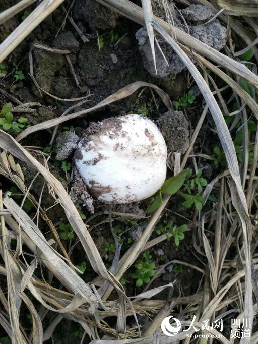 在四川省叙永县水潦彝族乡黄狮村发现的白色大球盖菇子实体。