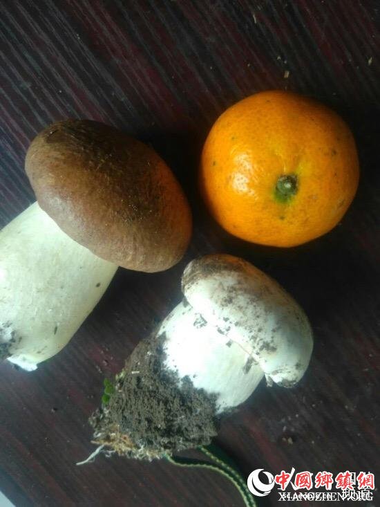 在四川省叙永县水潦彝族乡黄狮村发现的白色大球盖菇子实体与普通大球盖菇对比图。