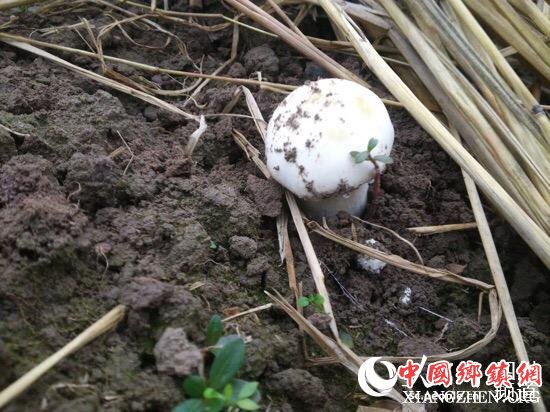 在四川省叙永县水潦彝族乡黄狮村发现的白色大球盖菇子实体。