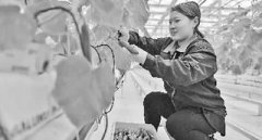 <b>今年农产品价格呈何走势 中高端粮食产品更受青睐</b>