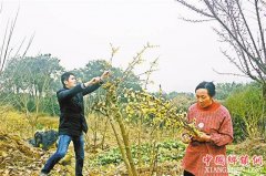 <b>“80后”村官耕耘十载 带领乡亲闯出致富新路</b>