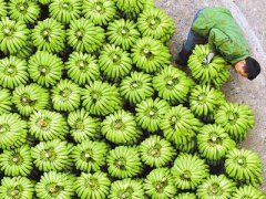 广西贺州发展两岸特色农业 确保供港农产品提质