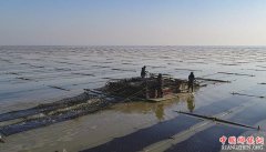 <b>江苏连云港“海上菜园”喜获丰收</b>