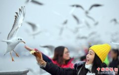 <b>“春城”昆明强降温 红嘴鸥与游人互动</b>