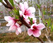 <b>山东郯城：棚内花春来早  引客来拍美照</b>