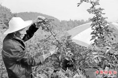 <b>四川省各市州亮出新动作下“绣花”功夫推进脱贫攻坚</b>