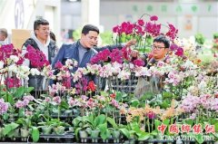 <b>昆明斗南：春节临近 花卉俏销</b>