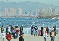 <b>云南昆明：鸥飞人欢乐</b>