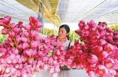 <b>禄劝大花蕙兰产业形成规模</b>