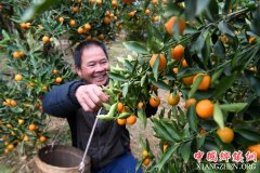 <b>新时代“三农”启示录·增收篇：笑！农民收入芝麻开花</b>