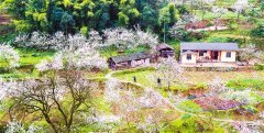 <b>乡村花开</b>