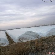 <b>安徽：怀远县兰桥乡三百亩大棚蔬菜安种完毕</b>