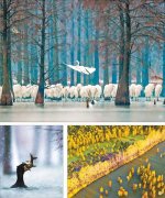 <b>安徽来安有个鸟类天堂</b>