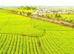 <b>资兴：油菜花海好赏春</b>