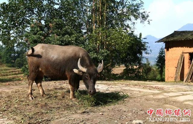 泸州：合江扶贫攻坚歌一曲，唱得巴适