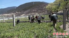 <b> 巴塘县42名“双优”村干部赴乡镇任职</b>