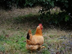 <b>湖北孝感土特产成香饽饽</b>