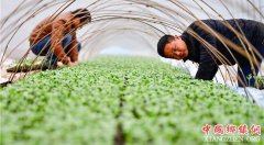 <b>重庆农网改造助力乡村脱贫攻坚</b>