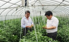 <b>山东寿光菜农的致富经</b>