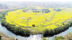 <b>仁寿：油菜花开游客来</b>