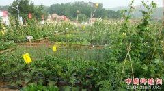 <b>海南蔬菜基地变身“开心农场”</b>