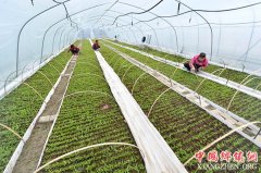 <b>早春忙农事</b>