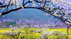 <b>又是一年赏花时</b>