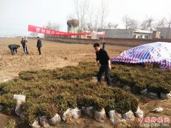 <b>杏林镇：金银花种植基地开始栽苗啦</b>