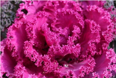 <b>北京194种特色蔬菜入围世园百蔬园</b>