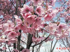 <b>3月16日一起去眉山赏樱花！</b>