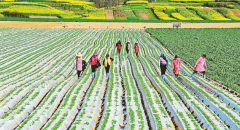 <b>人勤春来早 田间耕种忙</b>