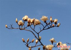 <b>山东郯城：春暖玉兰争春竞相开</b>