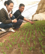 <b>山东郯城：农民种玉米先育苗一亩省下300元</b>